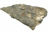 Pennsylvanian Fossil Brachiopod Plate - Kentucky #224690-1